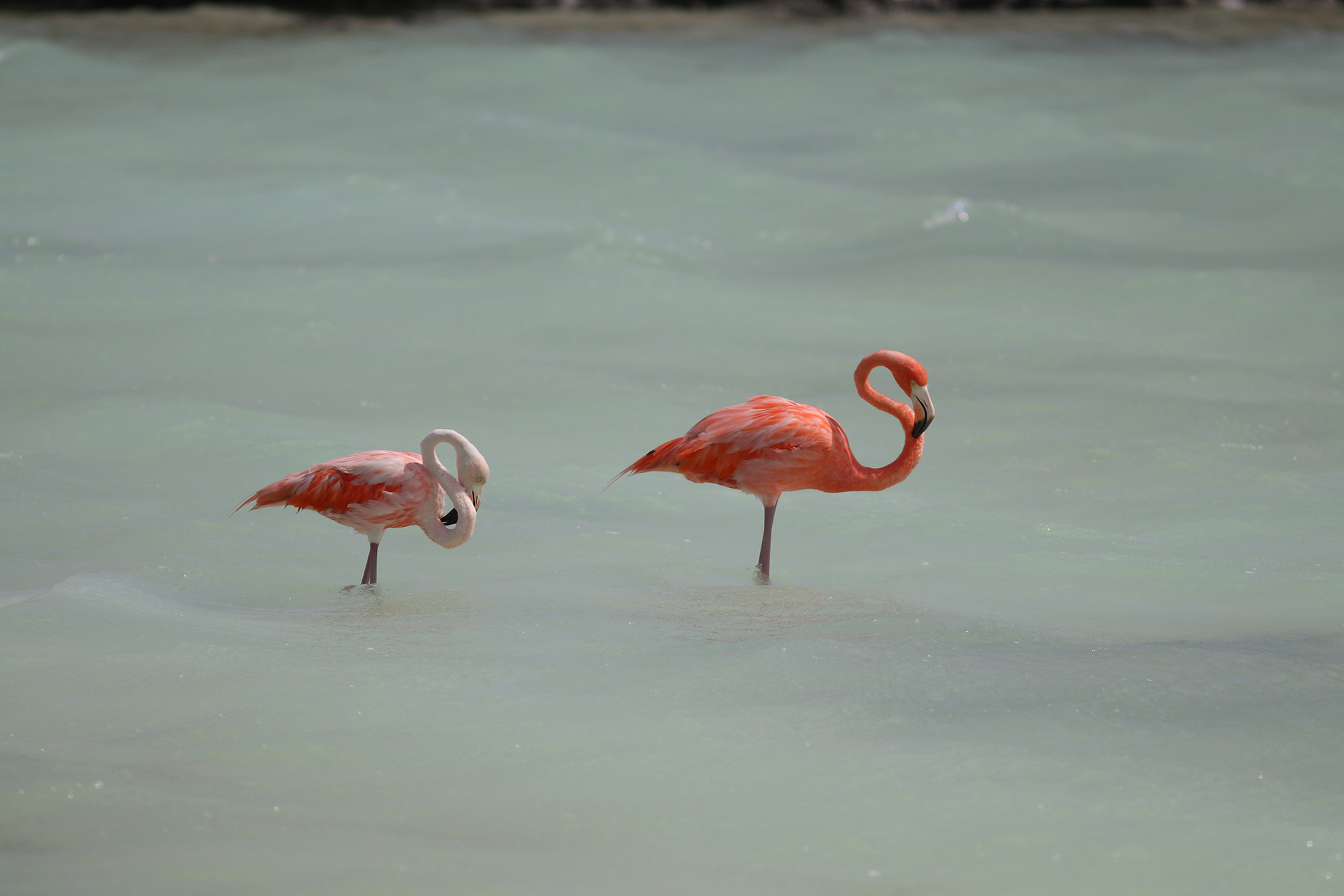 Dive Industry Marketing, Flamingos in Bonaire