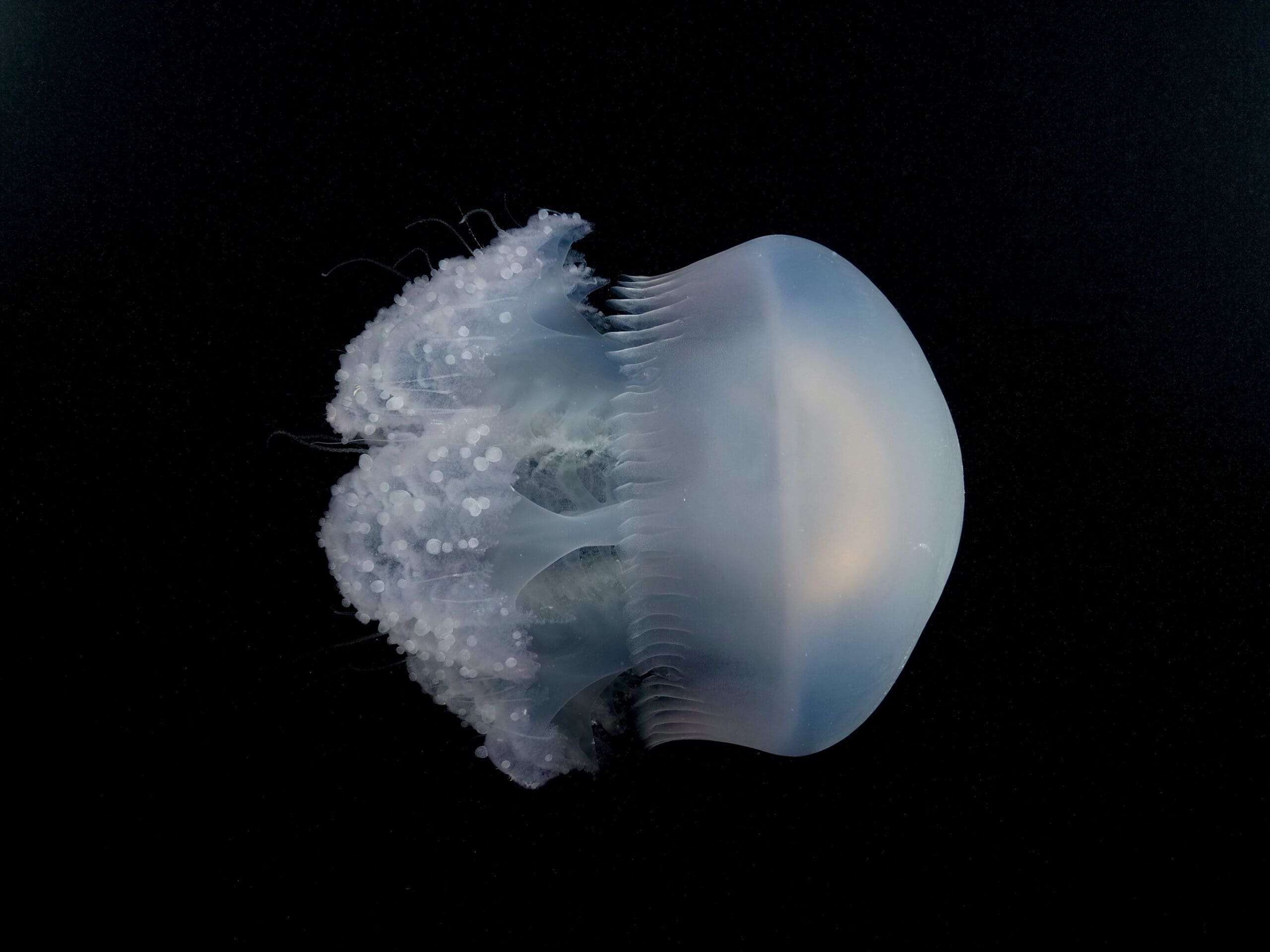 This is a Truk Lagoon Jelly.